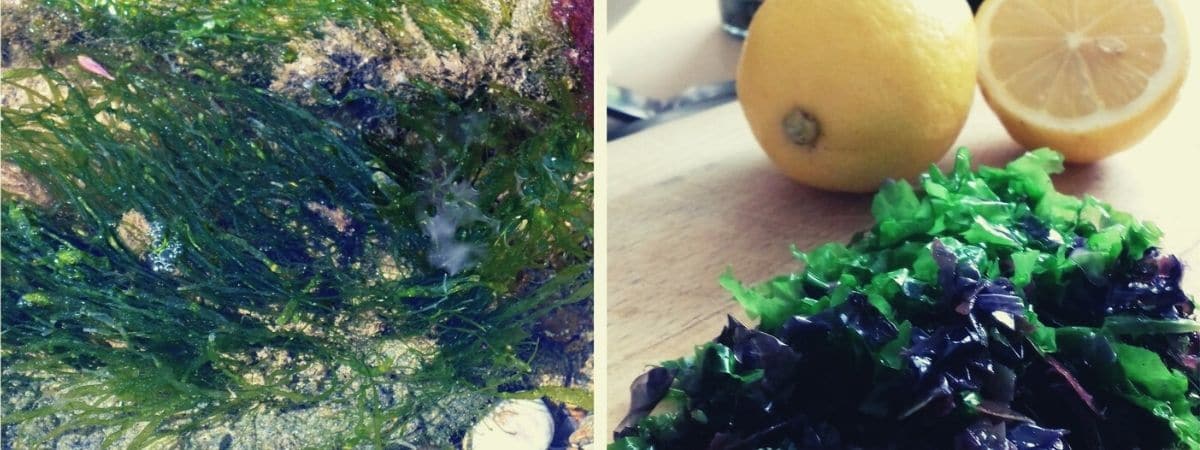 Lire la suite à propos de l’article Cuisin’Algues : Atelier culinaire algues ! <br> le 11 juin 2021